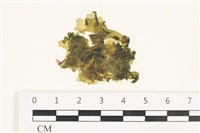 藏品(茶花石蓴, 牡丹菜)的圖片