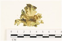 藏品(茶花石蓴, 牡丹菜)的圖片