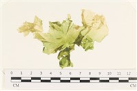 藏品(茶花石蓴, 牡丹菜)的圖片