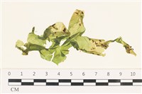 藏品(茶花石蓴, 牡丹菜)的圖片