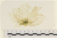 藏品(茶花石蓴, 牡丹菜)的圖片