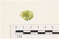 藏品(茶花石蓴, 牡丹菜)的圖片