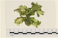 藏品(茶花石蓴, 牡丹菜)的圖片