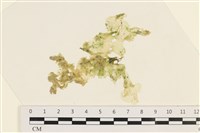 藏品(石蓴)的圖片