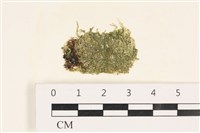 藏品(指枝藻)的圖片