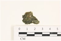 藏品(指枝藻)的圖片