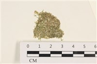 藏品(指枝藻)的圖片