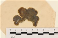 藏品(阿拉伯松藻)的圖片