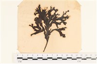 藏品(海網蕨)的圖片