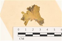 藏品(大石蓴, 石蓴)的圖片