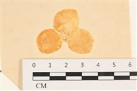 藏品(單球法囊藻)的圖片