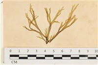 藏品(網目藻)的圖片