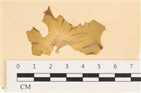 藏品(大石蓴, 石蓴)的圖片