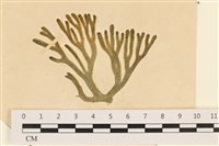 藏品(水松, 松藻)的圖片