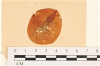 藏品(袋苔, 囊藻)的圖片