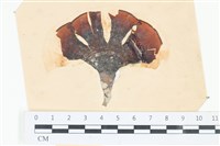 藏品(樹狀團扇藻)的圖片