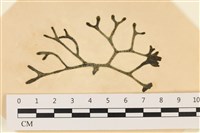 藏品(水松, 松藻)的圖片