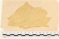 藏品(石蓴)的圖片