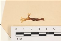 藏品(膜葉海網蕨)的圖片