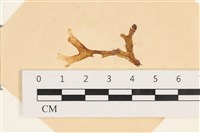 藏品(膜葉海網蕨)的圖片