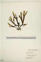 藏品(厚緣藻)的圖片