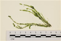 藏品(偏列羽藻)的圖片