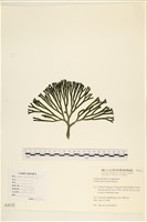 藏品()的圖片