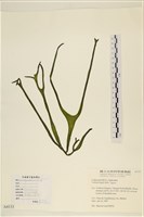 藏品(水松, 松藻)的圖片