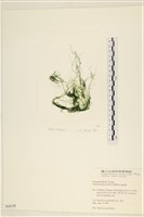 藏品(筋條石髮)的圖片