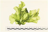 藏品(大石蓴, 石蓴)的圖片