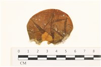 藏品(袋苔, 囊藻)的圖片