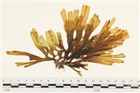 藏品(厚緣藻)的圖片