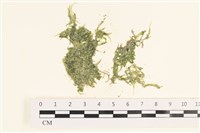 藏品(指枝藻)的圖片