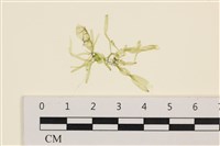 藏品(腸滸苔, 河石髮)的圖片