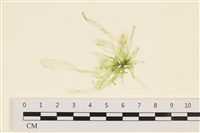 藏品(腸滸苔, 河石髮)的圖片