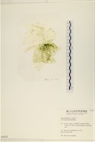 藏品(茶花石蓴, 牡丹菜)的圖片