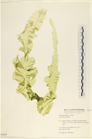 藏品(長片石蓴, 裂片石蓴)的圖片