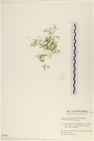 藏品(指枝藻)的圖片