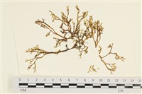 藏品(鹿角網地藻)的圖片