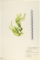 藏品(長片石蓴, 裂片石蓴)的圖片