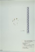 藏品(南方團扇藻)的圖片