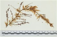 藏品(絲狀外子藻, 水雲)的圖片