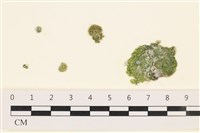 藏品(網球藻)的圖片