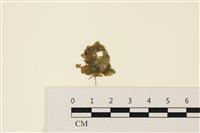 藏品(浮網藻, 肋葉藻)的圖片