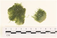 藏品(指枝藻)的圖片