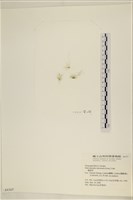 藏品(腸滸苔, 河石髮)的圖片