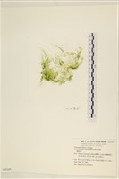 藏品(腸滸苔, 河石髮)的圖片