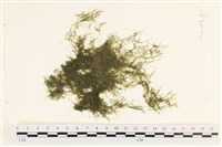 藏品(指枝藻)的圖片