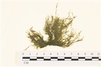 藏品(偏列羽藻)的圖片