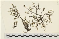 藏品(鹿角網地藻)的圖片